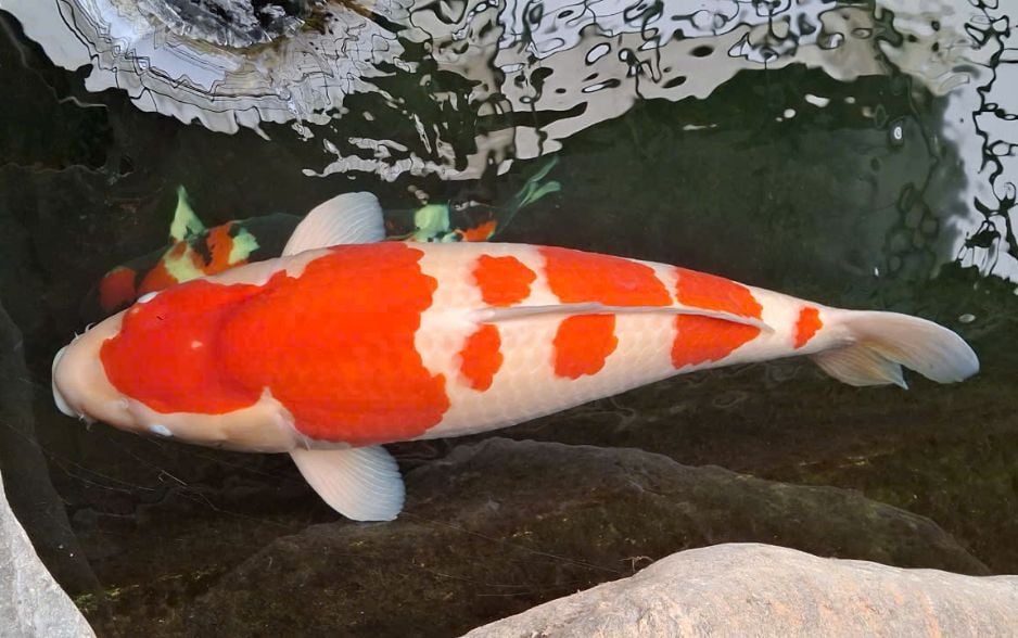 Kohaku là cá Koi có hai màu đỏ và trắng