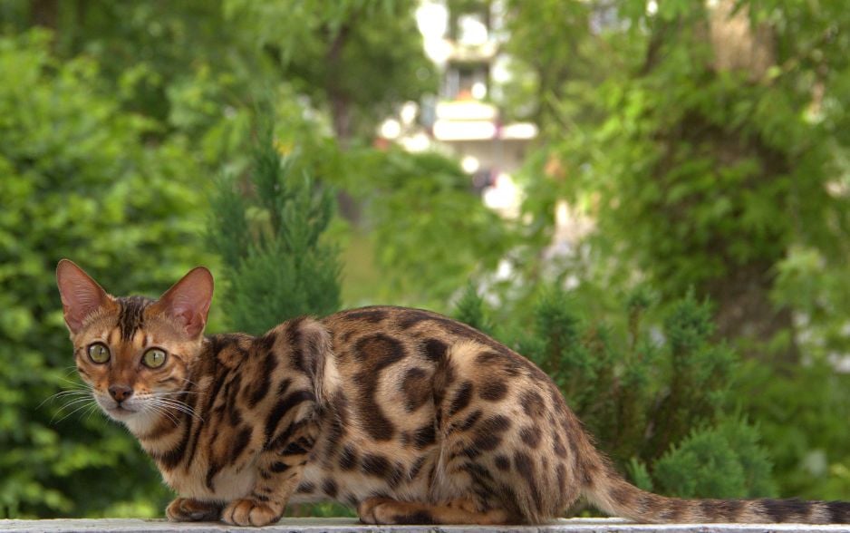 Bengal thường rất tò mò và ưa khám phá