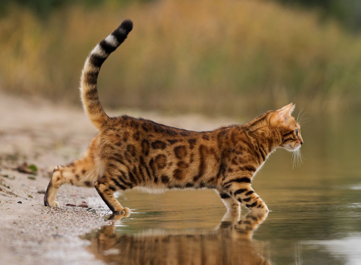 Mèo bengal có hoa văn đặc trưng