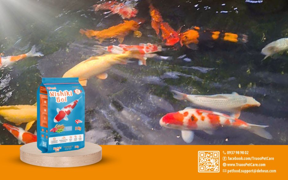 Nishiki Goi cân bằng là giải pháp dinh dưỡng tối ưu cho cá Koi của bạn