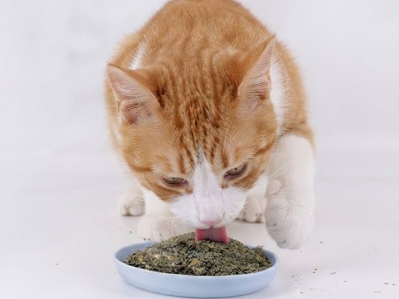 catnip-bac-ha-meo-la-gi