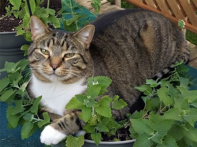 luu-y-khi-dung-catnip-co-bac-ha-meo
