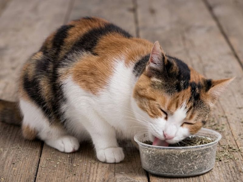 meo-phan-ung-voi-catnip-bac-ha-meo-the-nao
