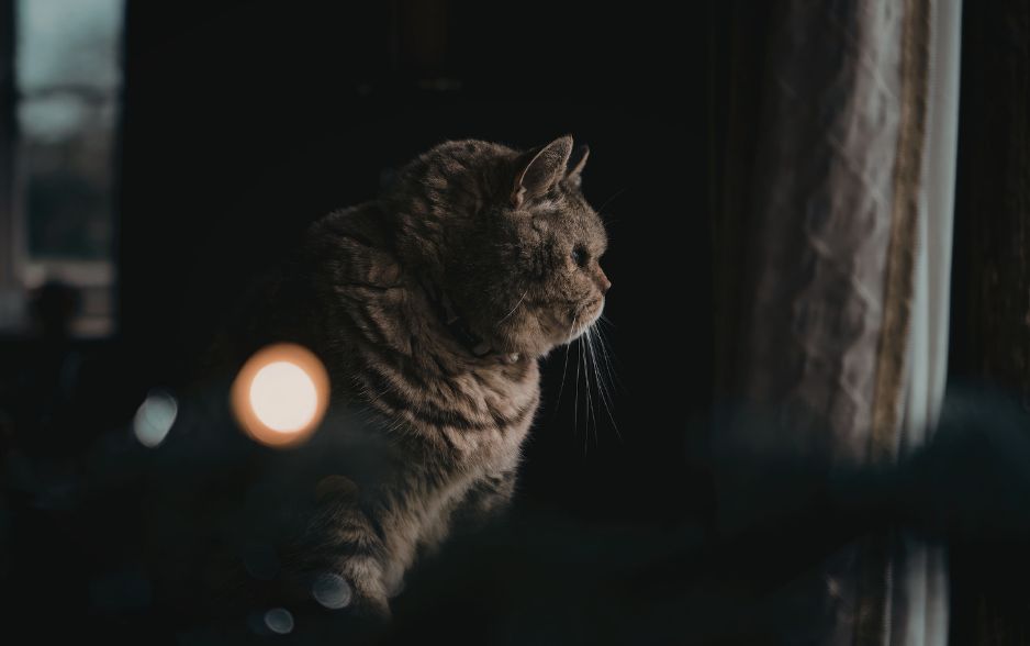 Bệnh CDS l&agrave;m thay đổi h&agrave;nh vi của m&egrave;o, khiến ch&uacute;ng k&ecirc;u g&agrave;o ban đ&ecirc;m