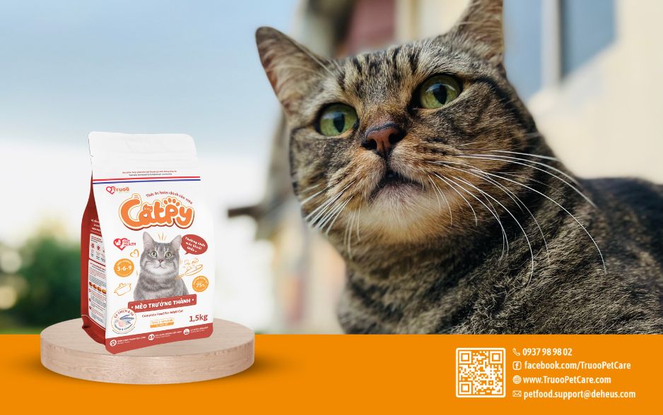 Thức ăn cho m&egrave;o Catpy ph&ugrave; hợp cho m&egrave;o gi&agrave;