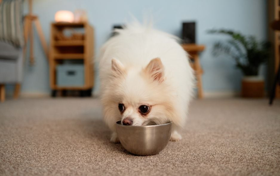 Chó có thể hấp thu tinh bột