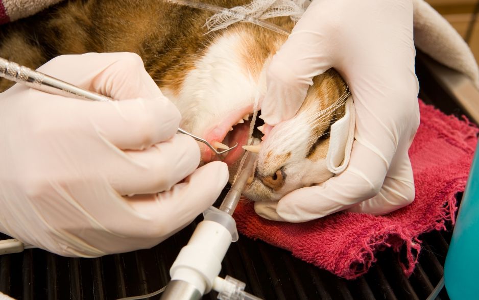 Bạn nên đến bác sĩ thú y để lấy cao răng cho mèo định kỳ