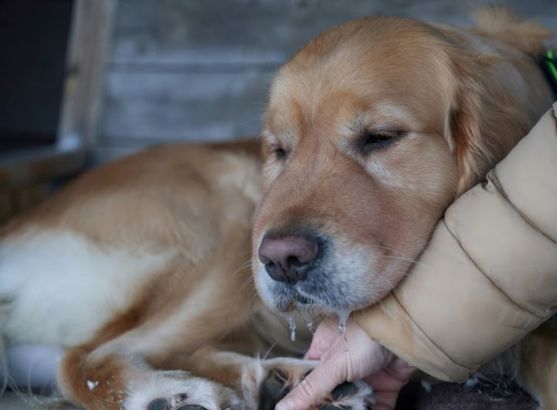 cho-bi-ong-dot-xu-ly-nhu-the-nao