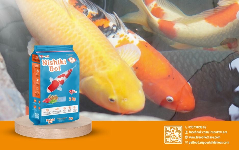 Nishiki Goi Cân bằng giúp cá thích nghi tốt hơn với các biến động của môi trường