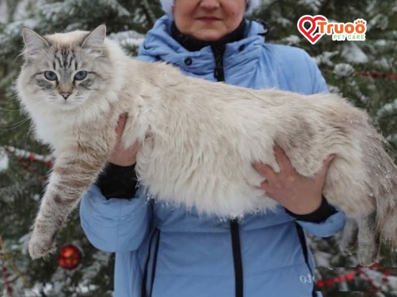 giong-meo-to-nhat-the-gioi-siberian