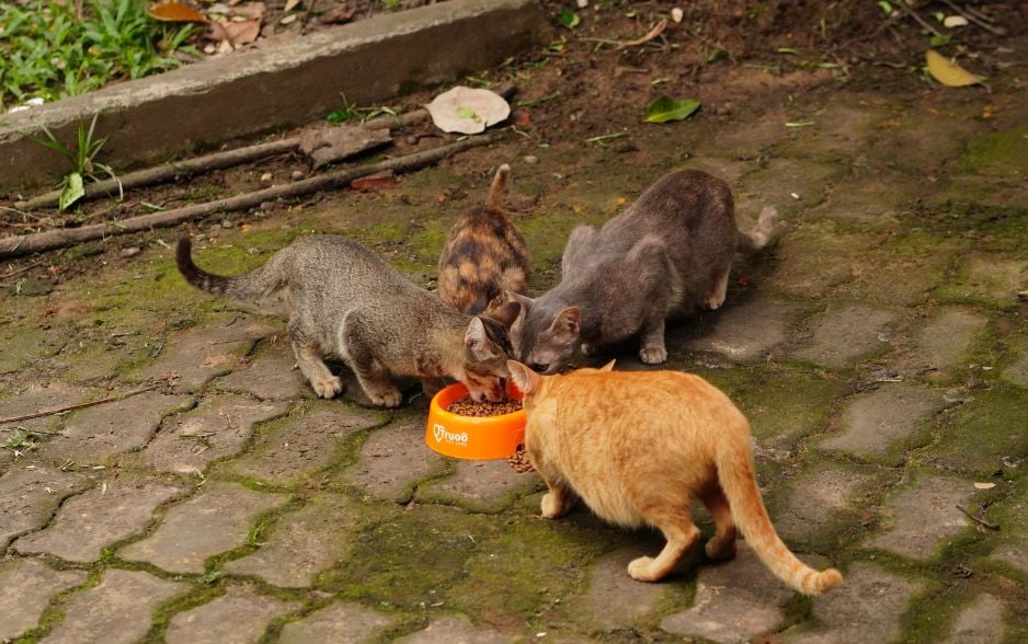 Mika gi&uacute;p những ch&uacute; m&egrave;o kh&aacute;c c&oacute; c&aacute;i Tết đủ đầy