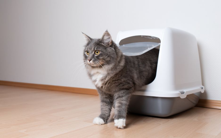 Những chú mèo khó tính rất ghét mùi của hộp cát vệ sinh bị bẩn