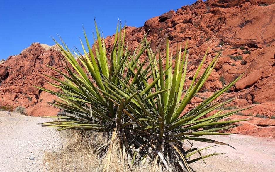 Yucca là loài cây đến từ sa mạc có tác dụng giảm hôi phân cho thú cưng