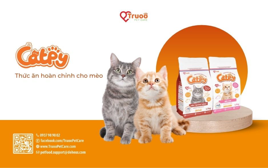 Catpy được các "chuyên gia" mèo chứng nhận là thức ăn ngon nhất