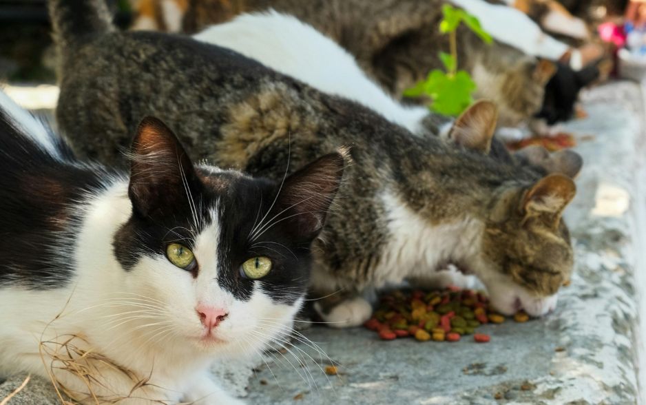 Mèo chôn thức ăn do sợ bị động vật khác tranh giành đồ ăn