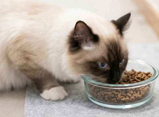cach-nuoi-meo-ragdoll