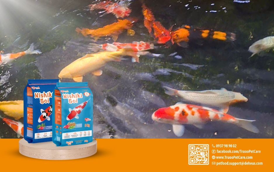 Nishiki Goi giúp cá Koi thích nghi với các biến động của môi trường