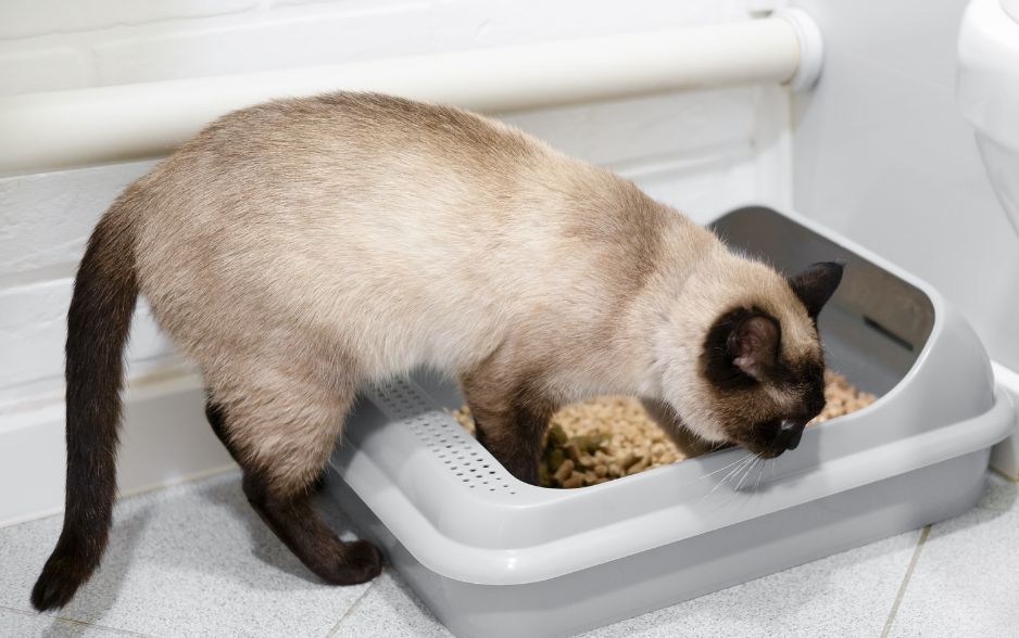 M&egrave;o t&egrave; bậy do khay vệ sinh bị dơ