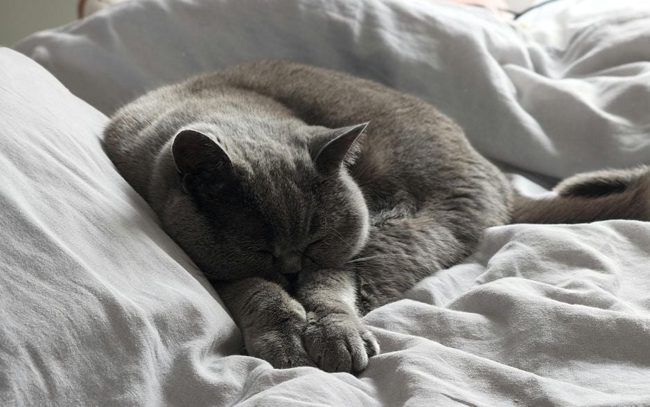 M&egrave;o t&egrave; bậy c&oacute; thể v&igrave; bị bệnh