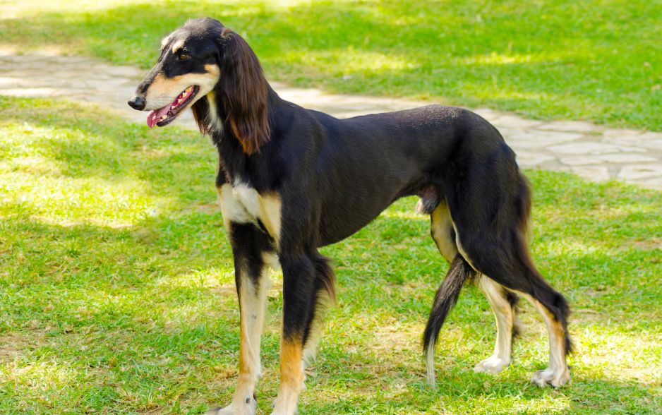 Saluki là giống chó săn cổ nhất thế giới