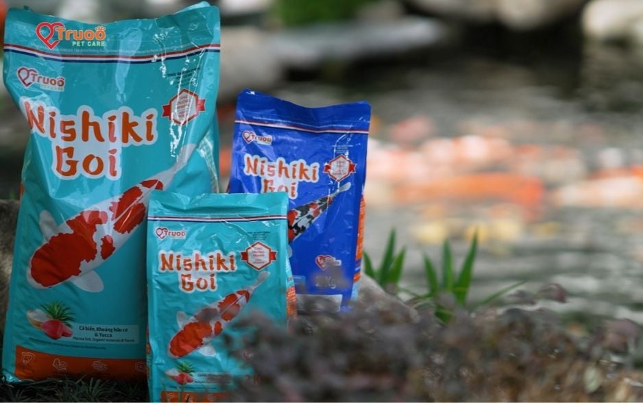 Nishiki Goi là lựa chọn tốt nhất cho cá Koi trong những ngày mưa