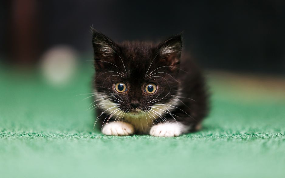 Kh&ocirc;ng n&ecirc;n cho m&egrave;o con ăn thức ăn của m&egrave;o trưởng th&agrave;nh