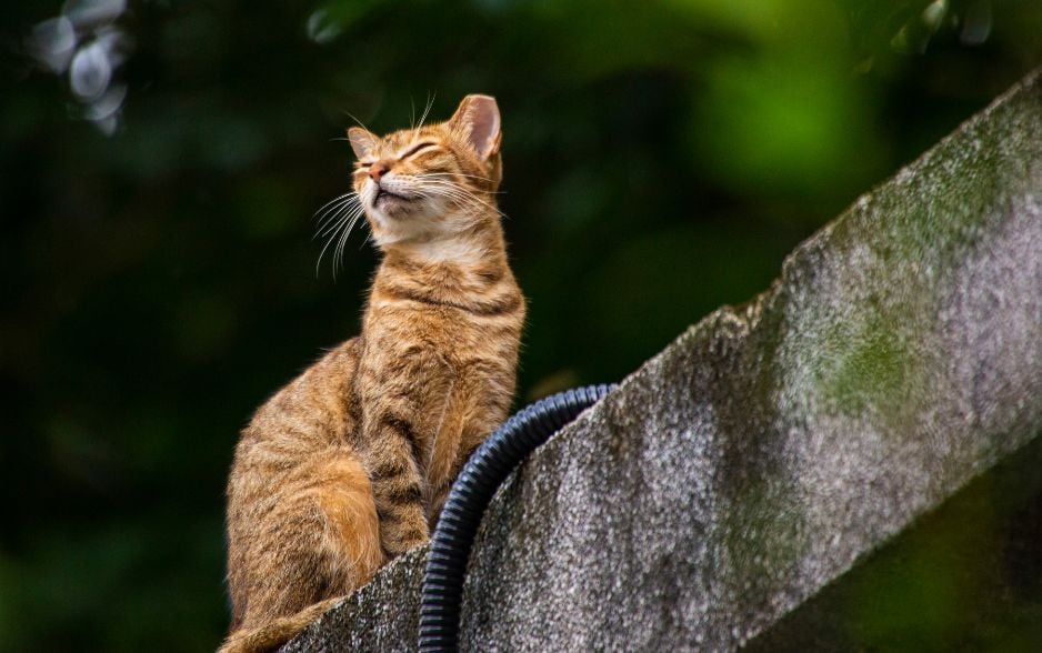 Nguồn gốc lo&agrave;i m&egrave;o rất b&iacute; ẩn