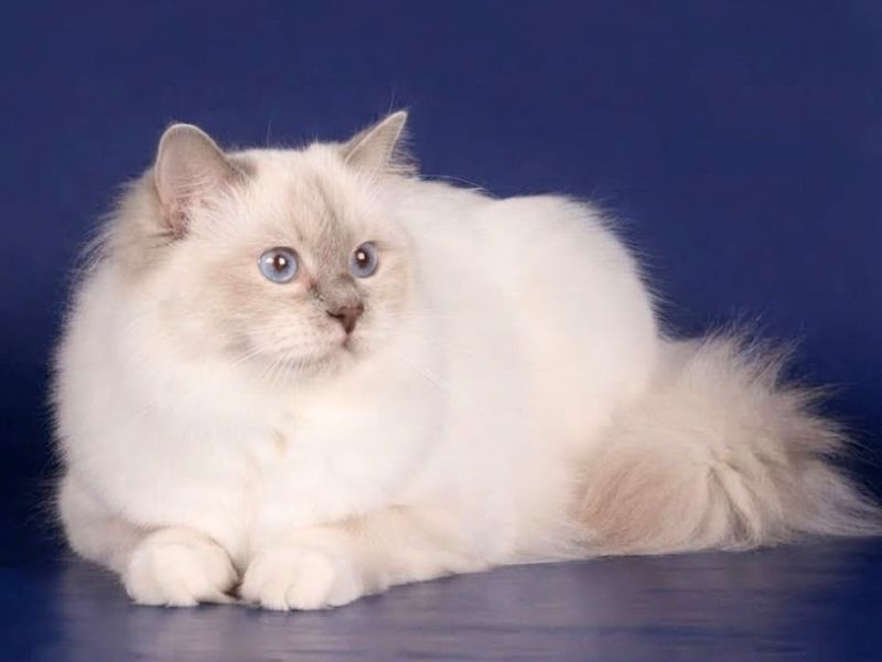 meo-birman-nguon-goc
