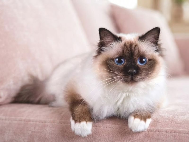 nuoi-meo-birman