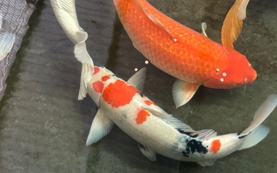 Đánh giá hình dáng cá Koi thông qua vây và đuôi