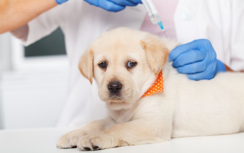 Tiêm vacxin giúp chó tránh khỏi những căn bệnh truyền nhiễm có tỷ lệ tử vong