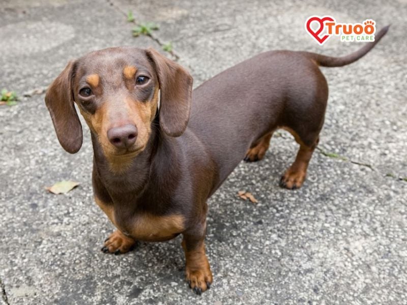 cho-dachshund-cho-xuc-xich