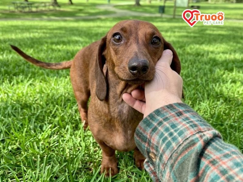 cho-dachshund-gia-bao-nhieu