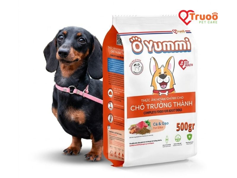 cho-dachshund-hat-cho-cho-o-yummy