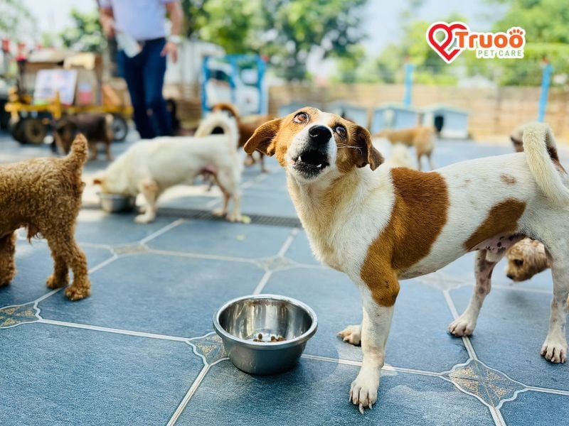 truoo-pet-care-san-nha-nhieu-cho
