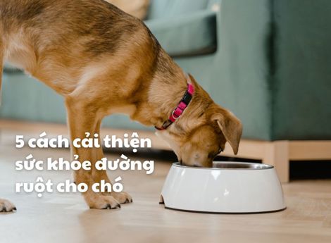 5 cách cải thiện sức khỏe đường ruột cho chó của bạn