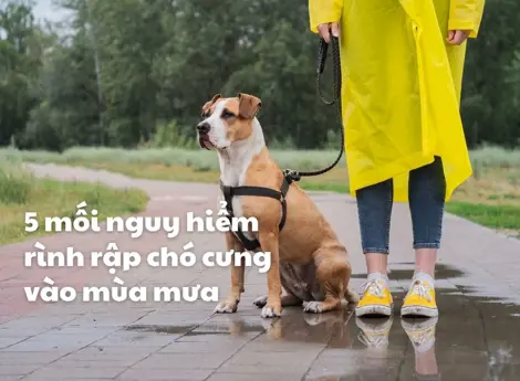 5 mối nguy hiểm rình rập chó cưng vào mùa mưa