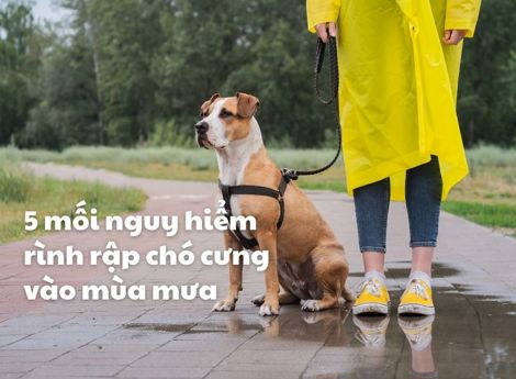 5 mối nguy hiểm rình rập chó cưng vào mùa mưa