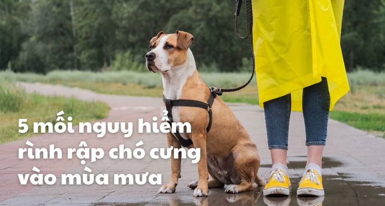 5 mối nguy hiểm rình rập chó cưng vào mùa mưa