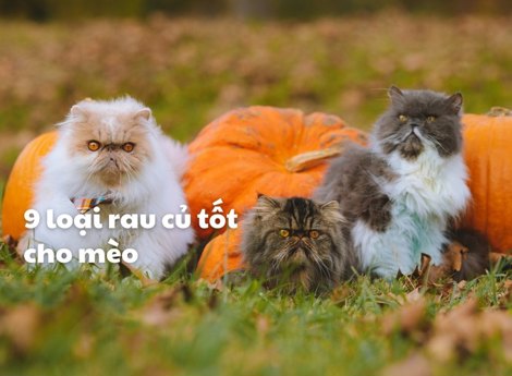 9 loại rau củ tốt cho mèo 