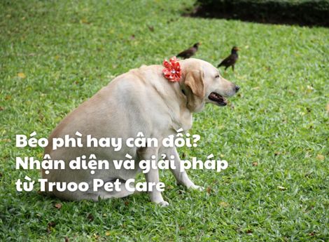 Béo phì hay cân đối? Nhận diện chó bị béo phì và giải pháp hiệu quả 