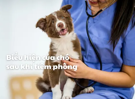 Biểu hiện thường gặp của chó sau khi tiêm phòng