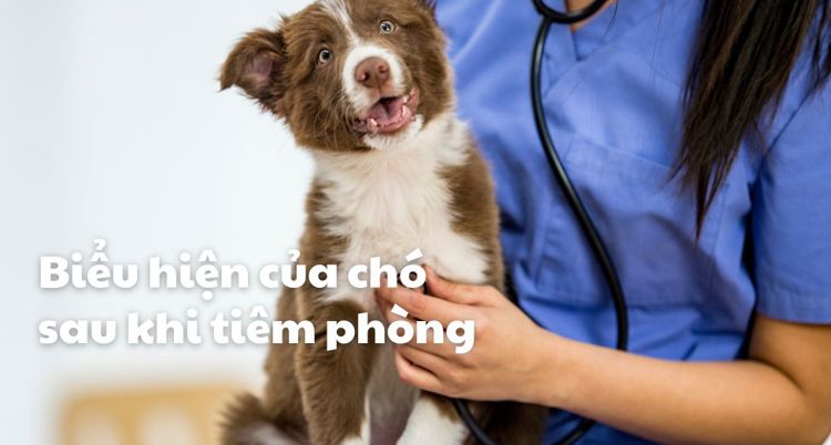 Biểu hiện thường gặp của chó sau khi tiêm phòng