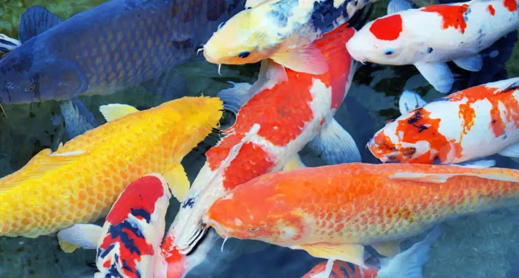 Vì sao cá Koi bị xù vảy? Hiểu đúng để giải quyết đúng