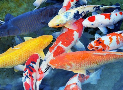 Vì sao cá Koi bị xù vảy? Hiểu đúng để giải quyết đúng 
