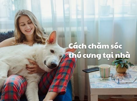 Cách chăm sóc thú cưng tại nhà: Dành cho người mới nuôi