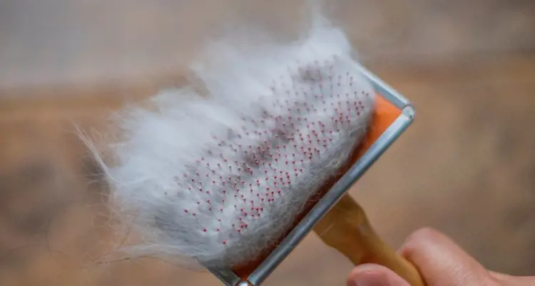 Lông Chó Mèo Rụng Trên Sàn Nhà