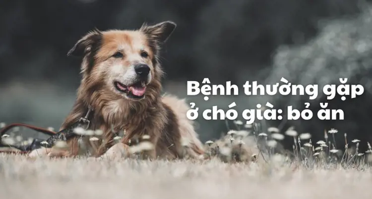 6 nguyên nhân phổ biến khiến những chú chó già bỏ ăn