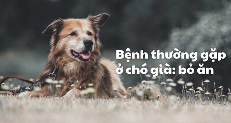 6 nguyên nhân phổ biến khiến những chú chó già bỏ ăn