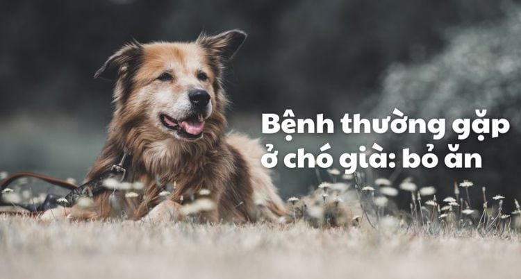6 nguyên nhân phổ biến khiến những chú chó già bỏ ăn